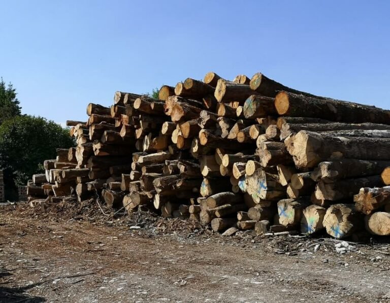 Camion de 20m3, Hêtre Chêne Charme en grume – Image 2